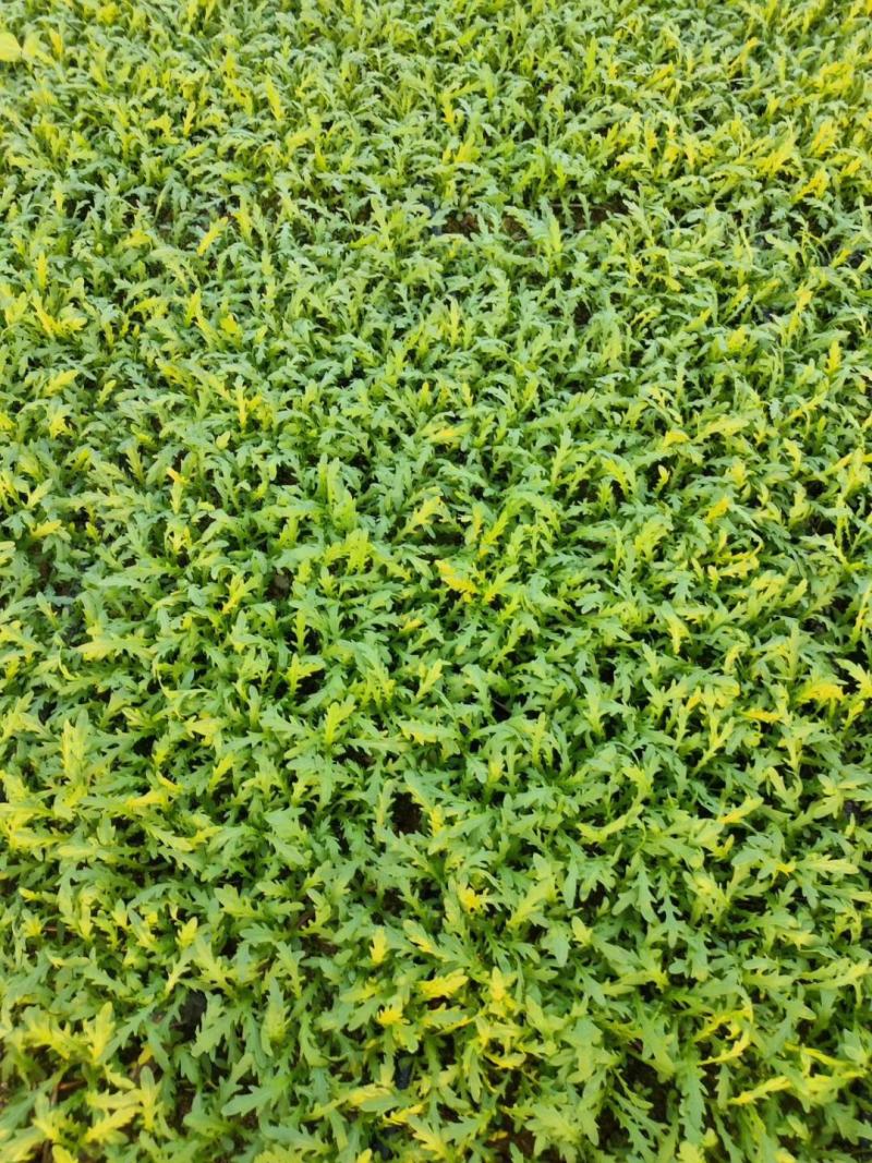 青海高原茼蒿大量上市支持视频看货。欢迎各界老板前来洽谈。
