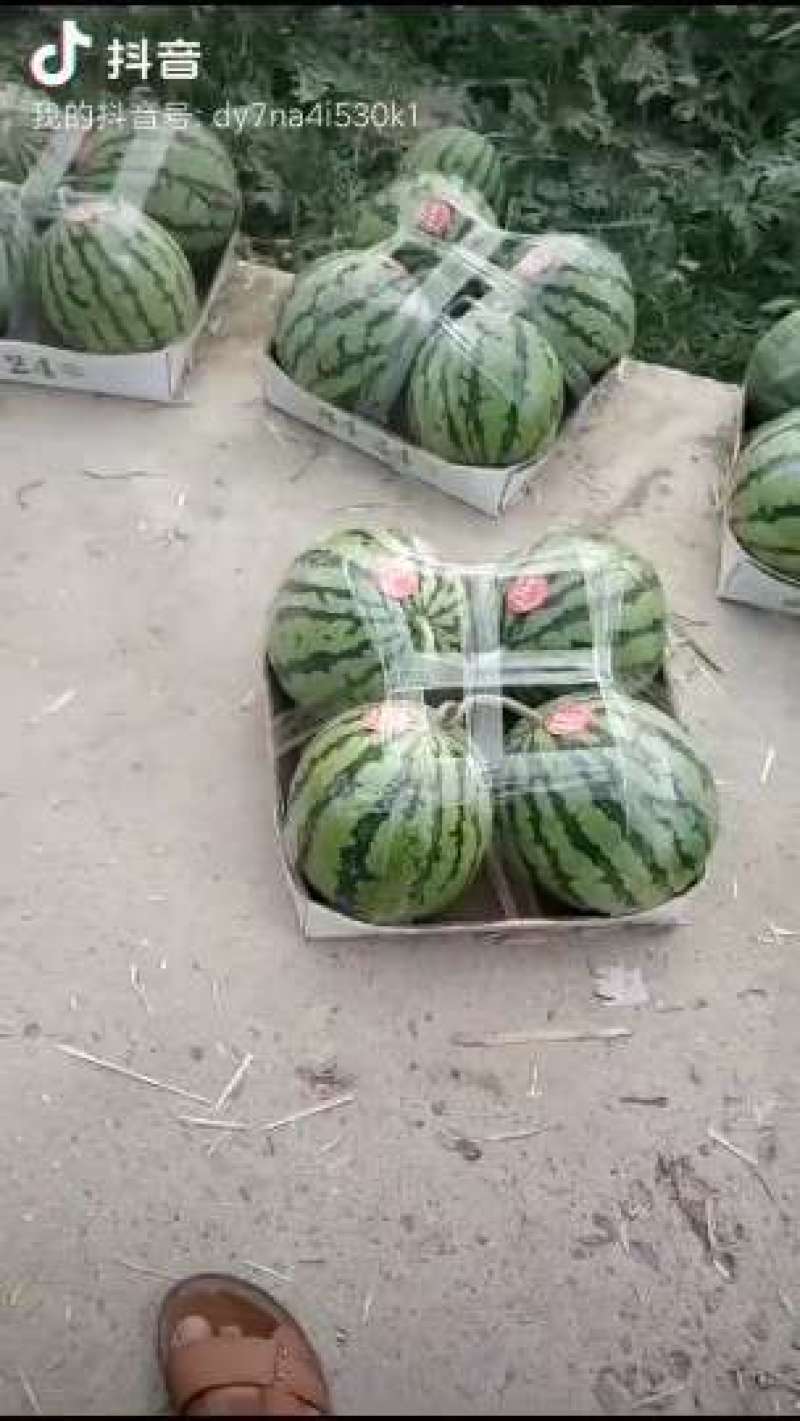 西瓜种子早佳84-24早熟中心含糖13度口感酥脆