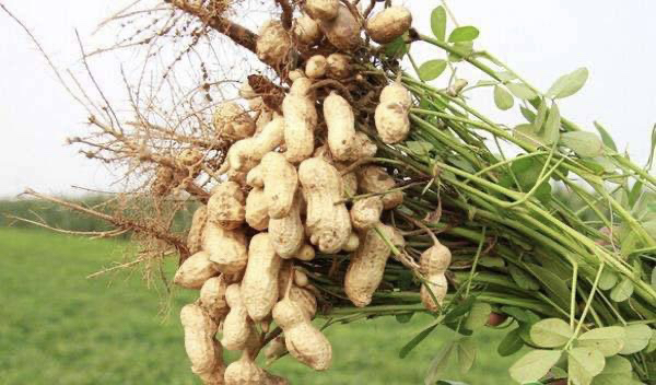 中国芝麻与花生主产区分布示意图