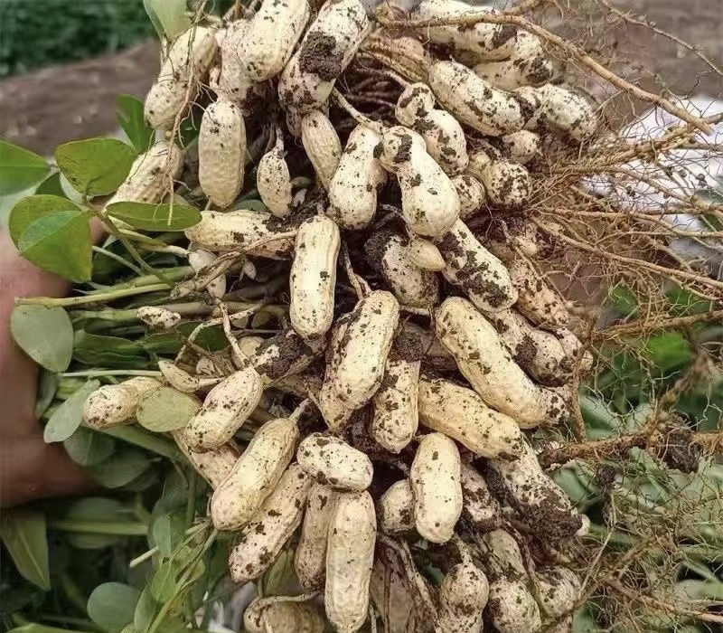 鲁花14号花生特写