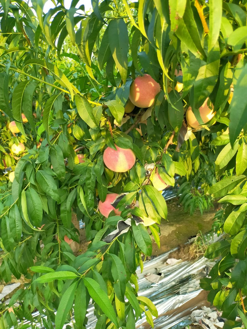 世纪甜桃