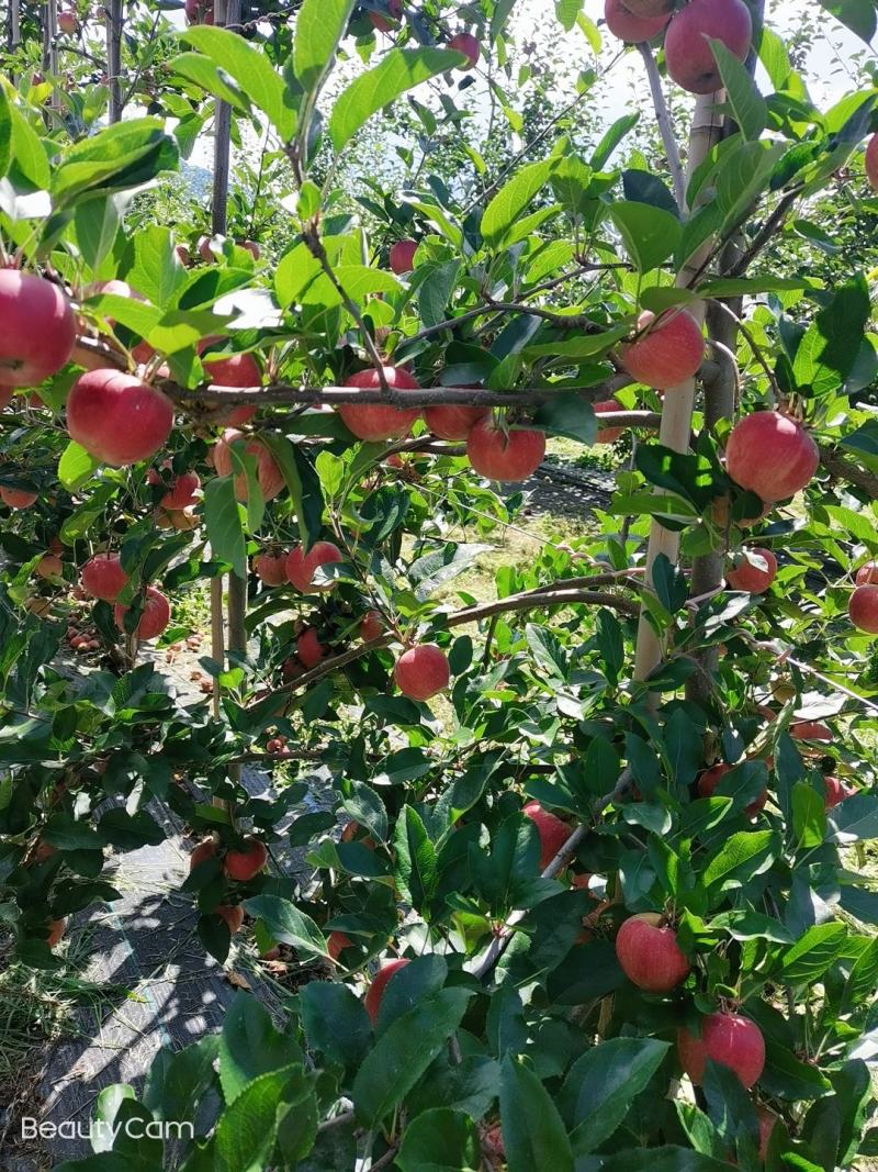 大凉山盐源嘎啦，苹果已大量上市，有需要的老板随时联系我以