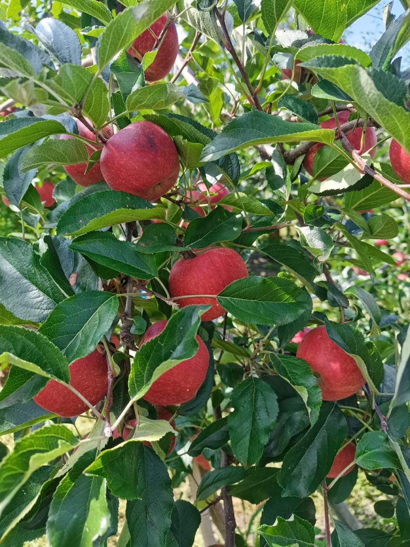 大凉山盐源嘎啦，苹果已大量上市，有需要的老板随时联系我以