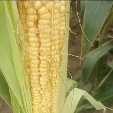 定州蔬菜基地嫩玉米大量上市了，香甜可口，籽粒饱满。