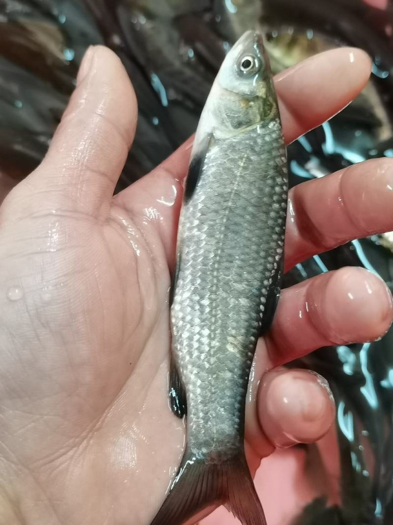 场他直销，黑鲩鱼苗，脆皮鲩鱼苗，黑鱼苗，品种优良规格齐全