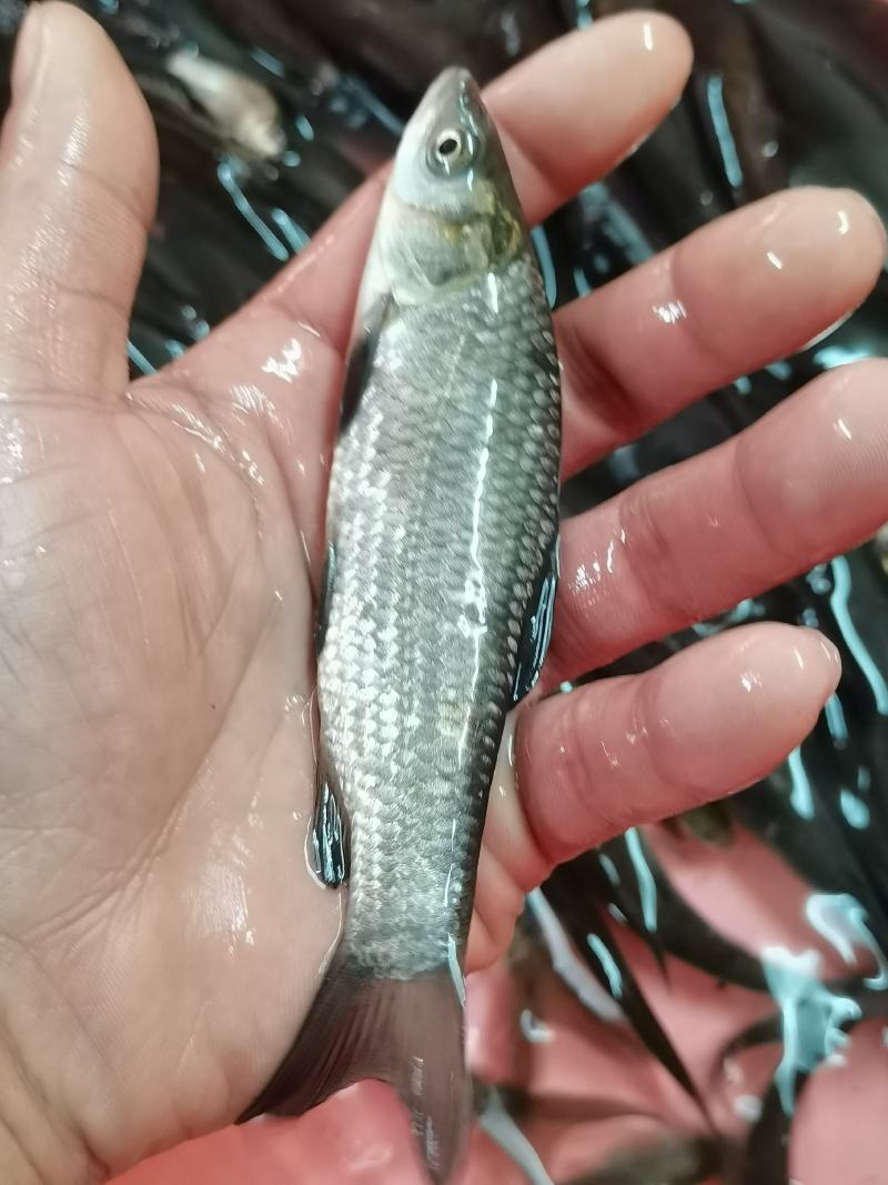 场他直销，黑鲩鱼苗，脆皮鲩鱼苗，黑鱼苗，品种优良规格齐全