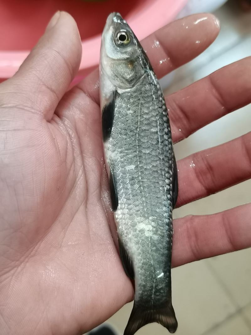 场他直销，黑鲩鱼苗，脆皮鲩鱼苗，黑鱼苗，品种优良规格齐全