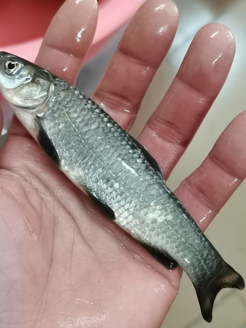 场他直销，黑鲩鱼苗，脆皮鲩鱼苗，黑鱼苗，品种优良规格齐全
