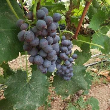 夏黑葡萄
