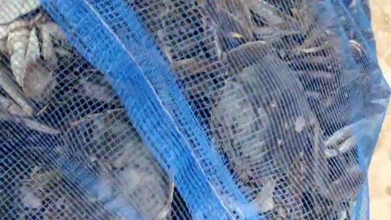 保肥保质保量规格齐全死蟹包赔，直供电商，团购，批发零售