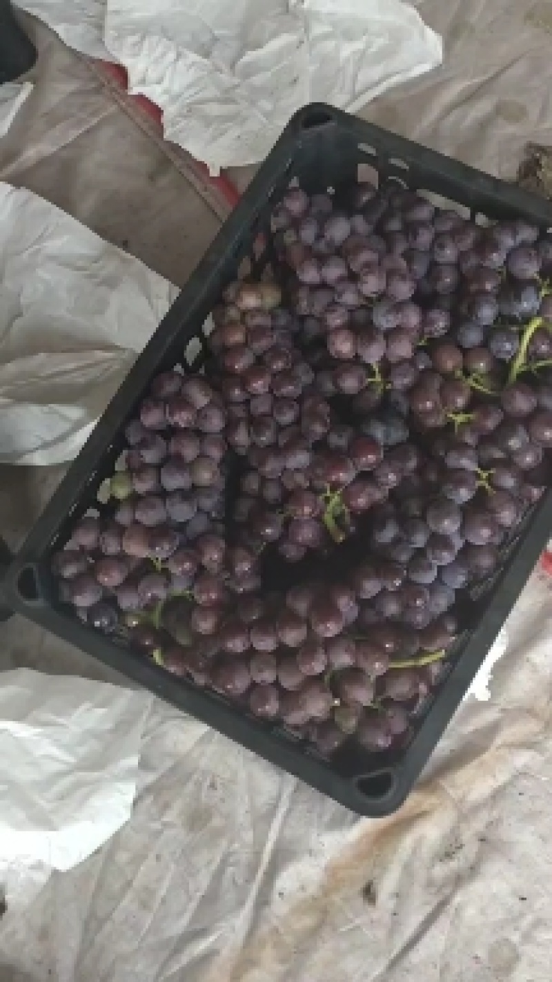 夏黑葡萄