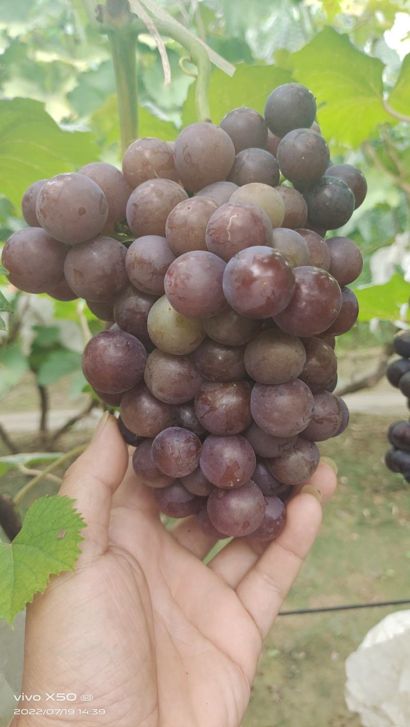 夏黑葡萄
