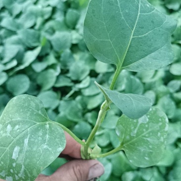 黑亮圆茄苗莘县专业育苗精品苗成活率高欢迎联系