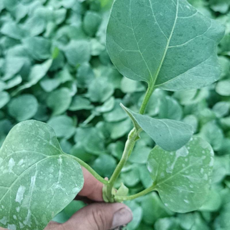 黑亮圆茄苗莘县专业育苗精品苗成活率高欢迎联系