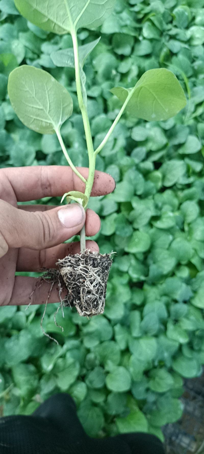 黑亮圆茄苗莘县专业育苗精品苗成活率高欢迎联系