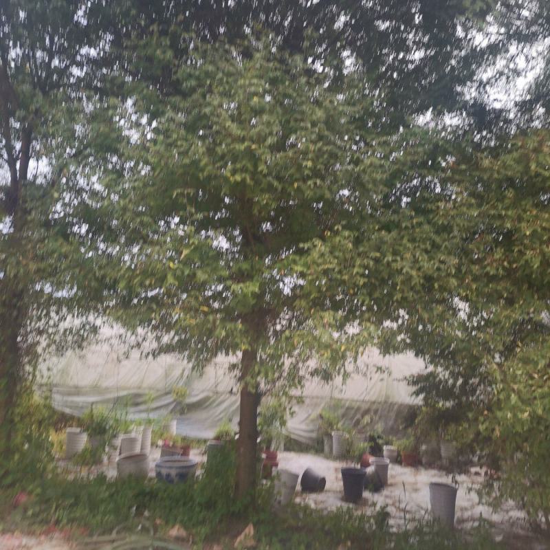 皂角树