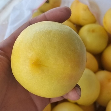 黄菊油