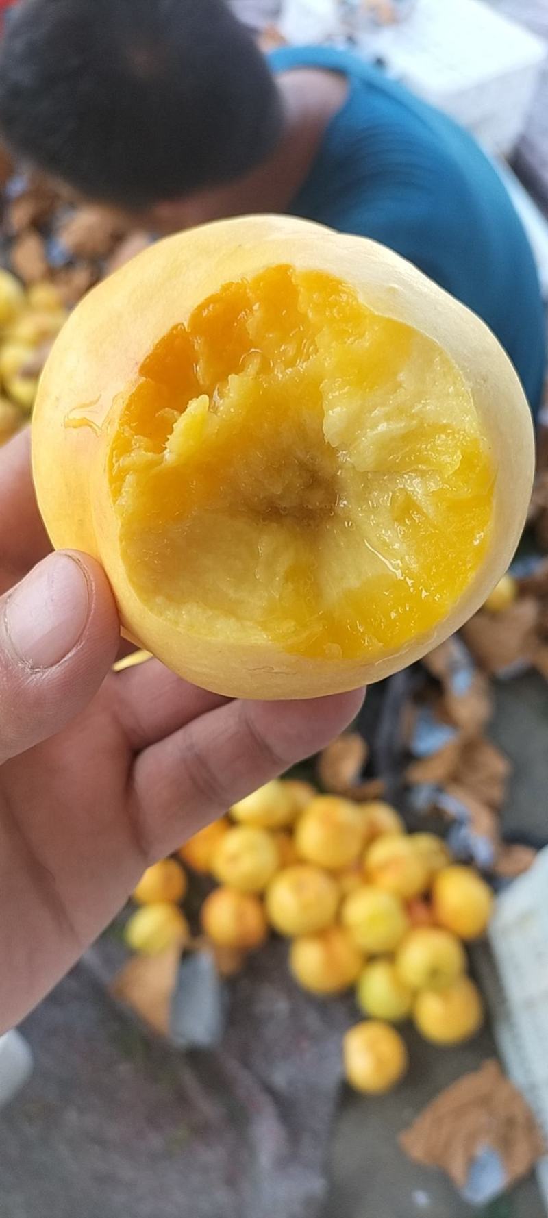 黄菊油