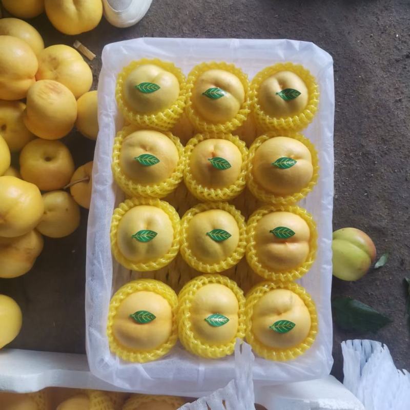 黄菊油