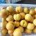 黄菊油