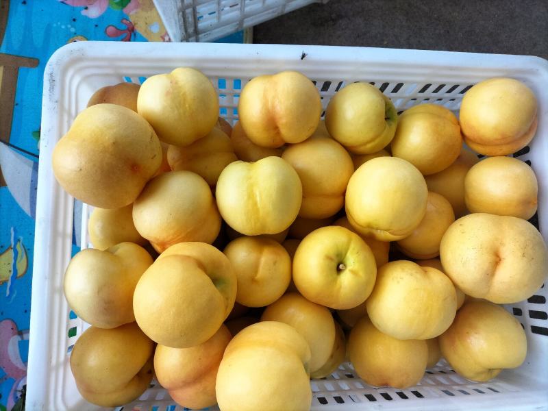 黄菊油