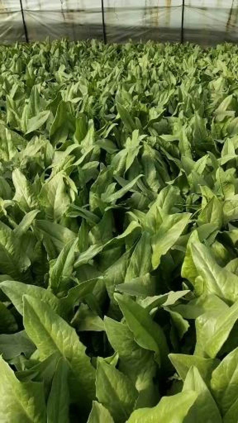 油菜