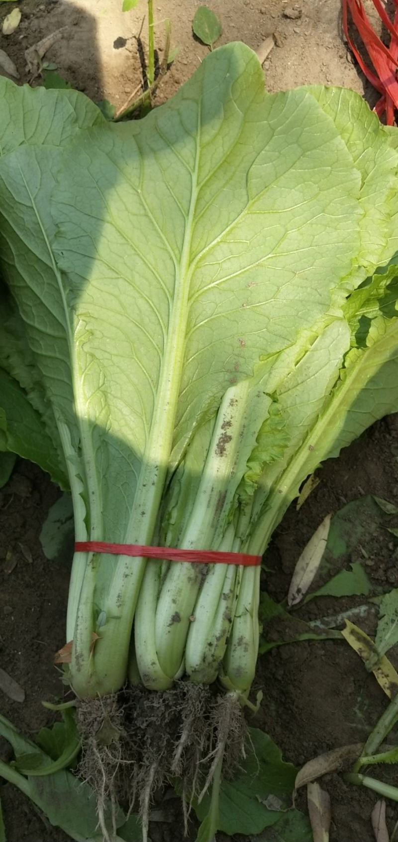 油菜