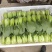 油菜