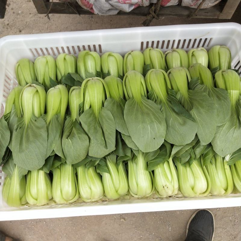 油菜