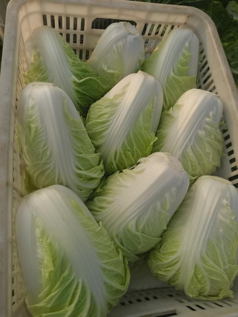 天天鲜优选果蔬大白菜菜产地直销支持全国发货看货订金为准
