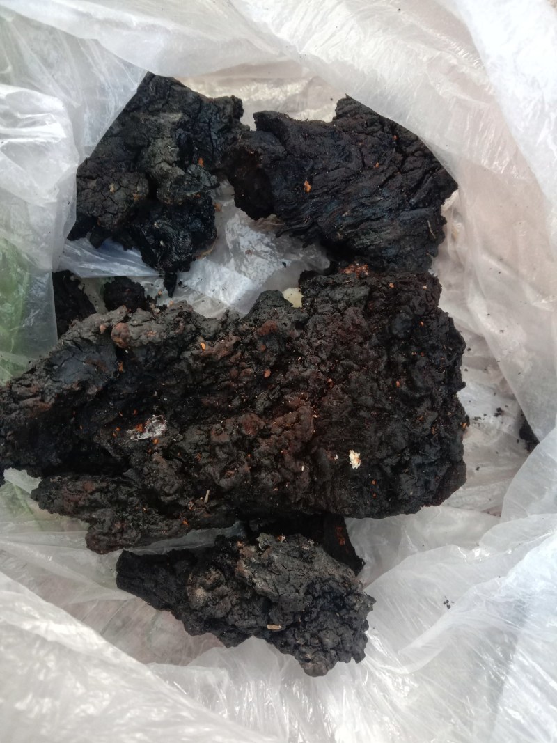 桦树茸
