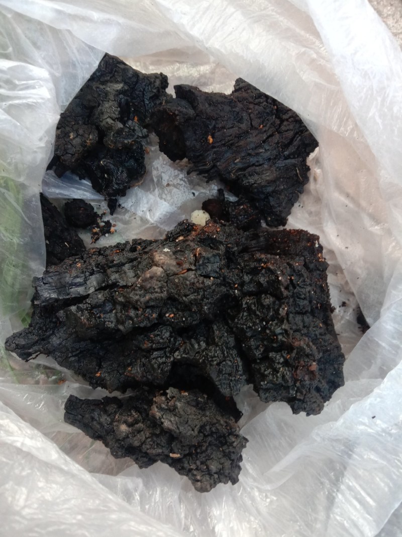 桦树茸