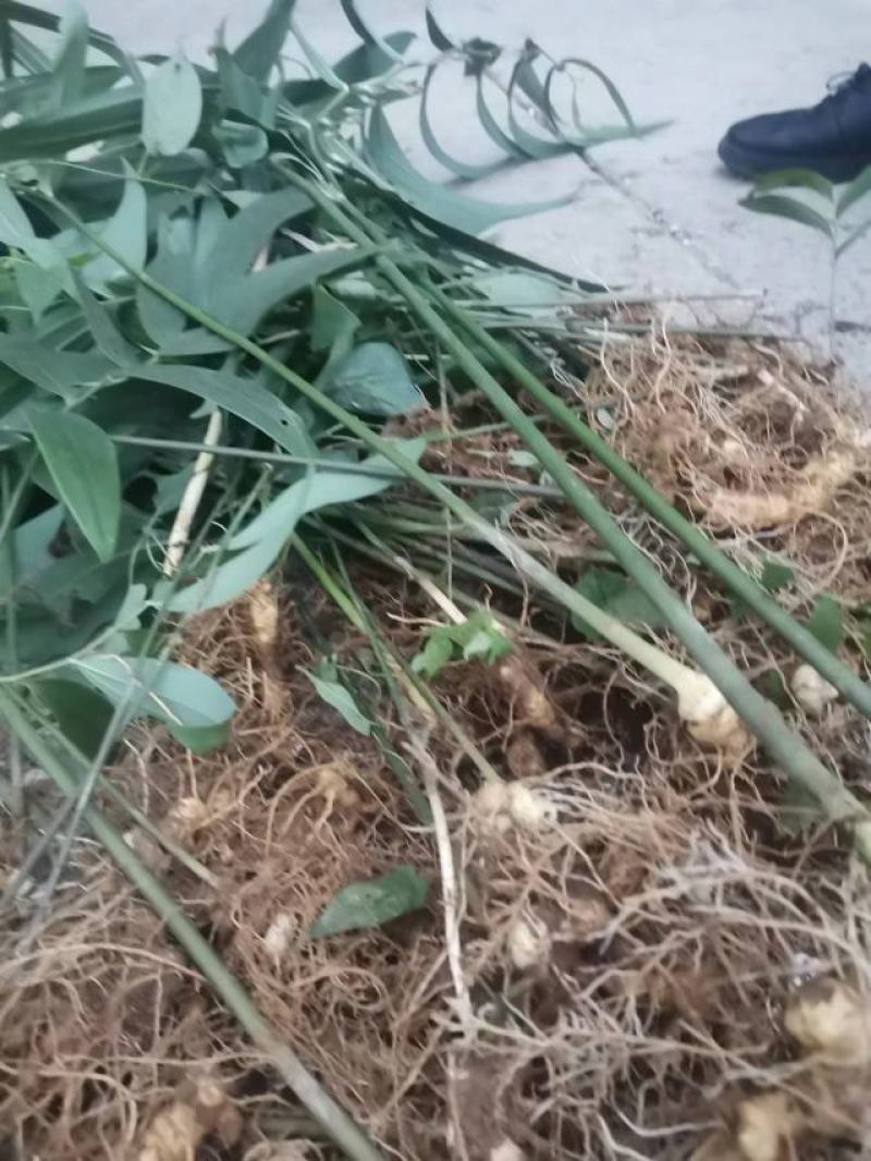 多花姜型黄精种苗