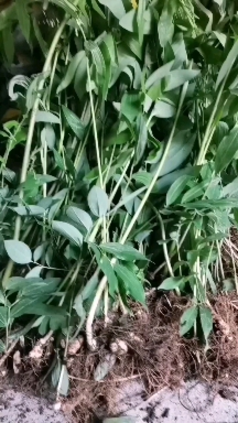 姜形多花甜黄精大量供应