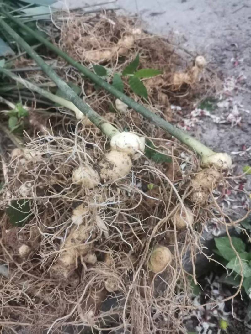 姜形多花甜黄精大量供应