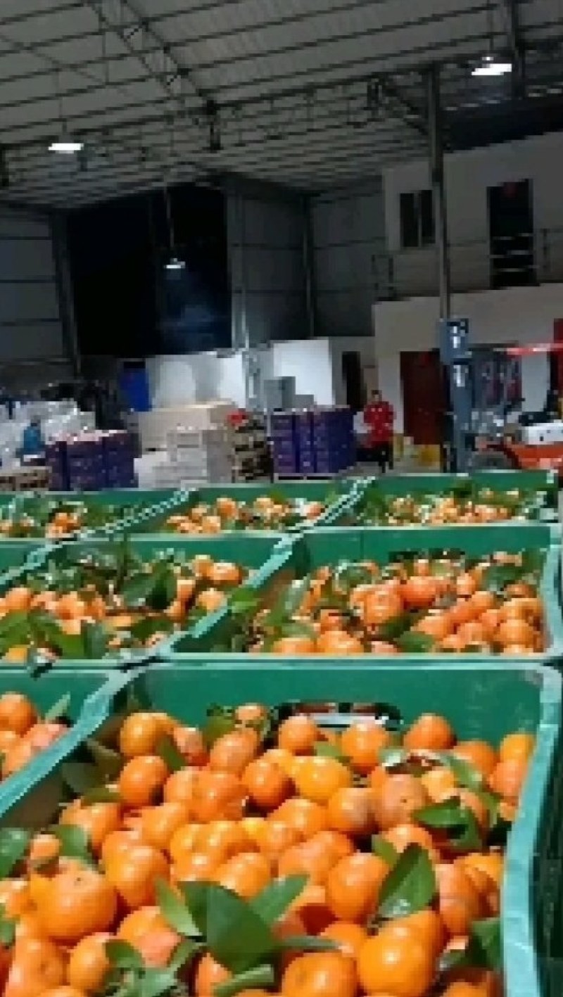 预订陕西城固蜜橘九月大量上市供应欢迎订购