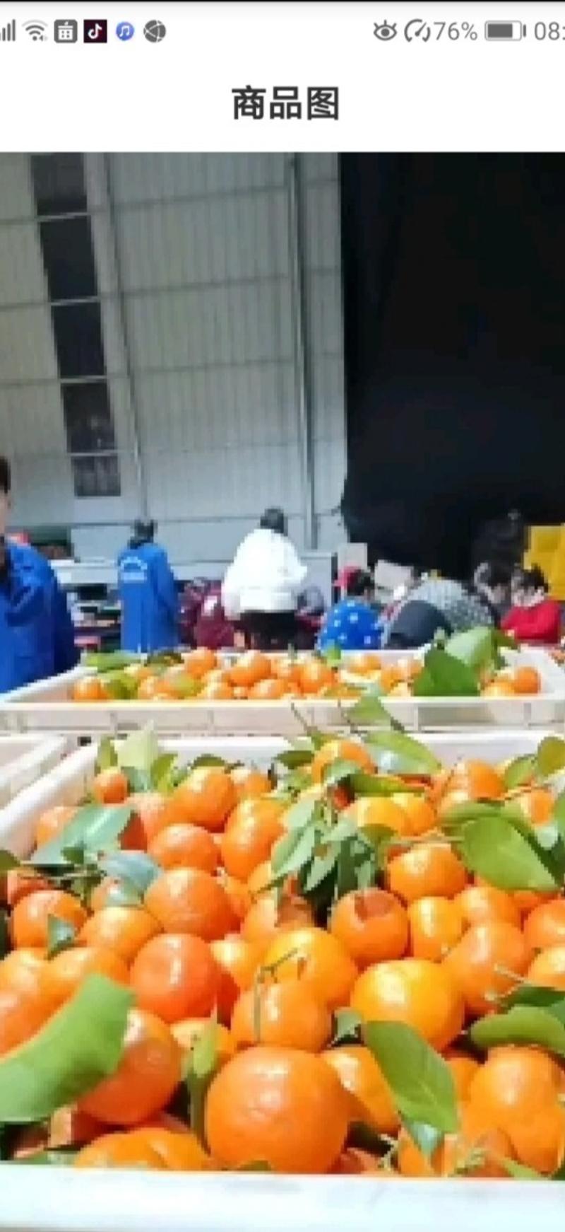 预订陕西城固蜜橘九月大量上市供应欢迎订购