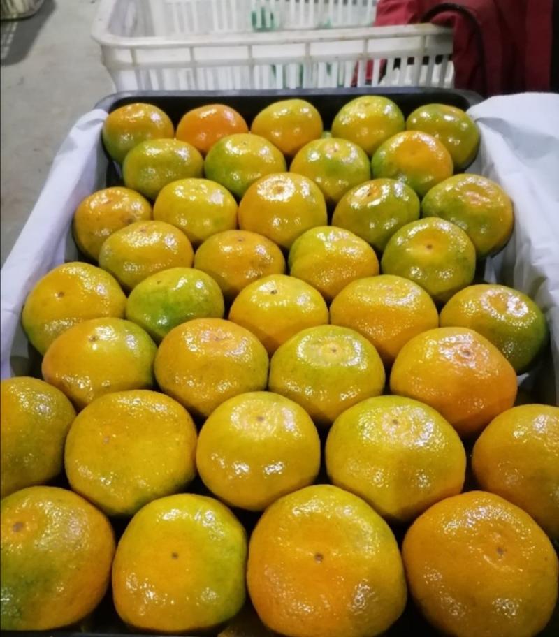 预订陕西城固蜜橘九月大量上市供应欢迎订购