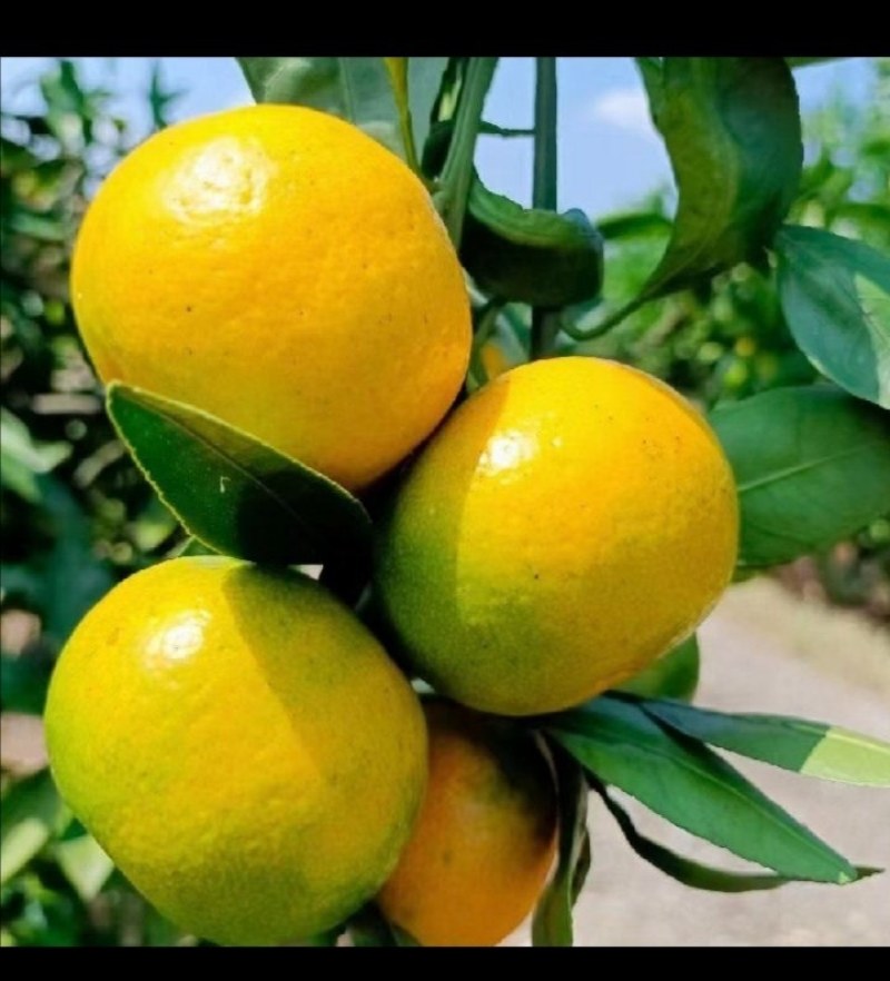 预订陕西城固蜜橘九月大量上市供应欢迎订购