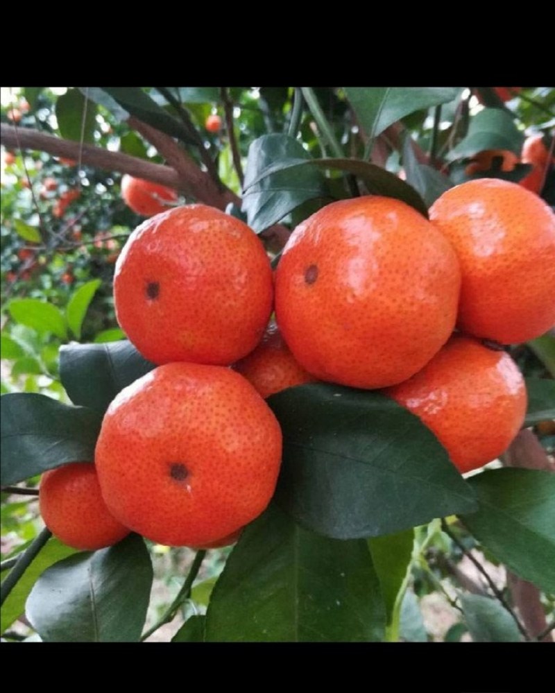 预订陕西城固蜜橘九月大量上市供应欢迎订购