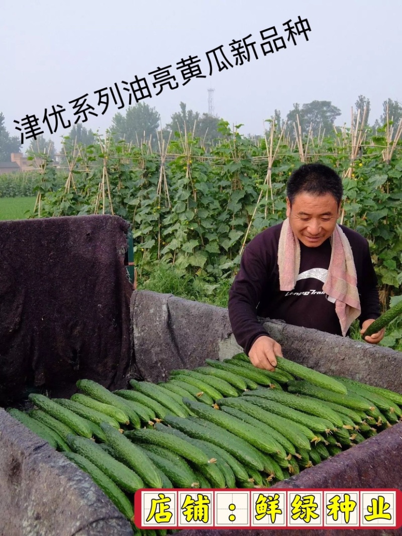 『精选』津优1号亲本提纯瓜把短色深绿有光泽质脆品质优