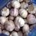 齐河净蒜可发市场，做蒜种，养蒜黄，随到随装，常年有货