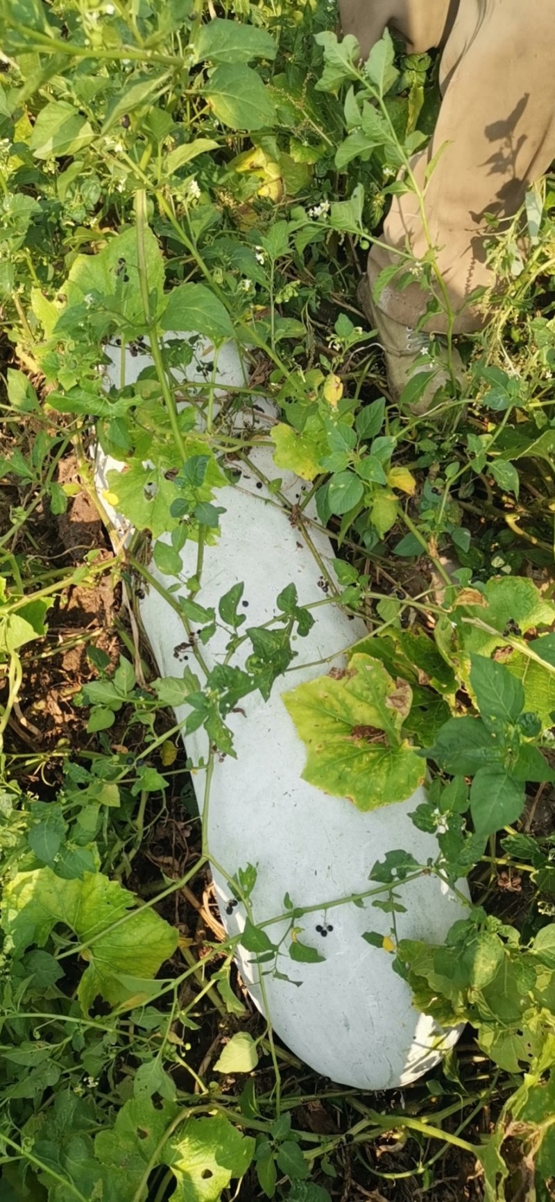 大量工厂货，需要的老板欢迎前来选购洽谈保质保量