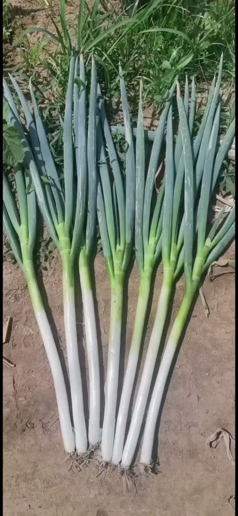 精品日本铁杆大葱，葱白长，基地货大量上市，质量保证。