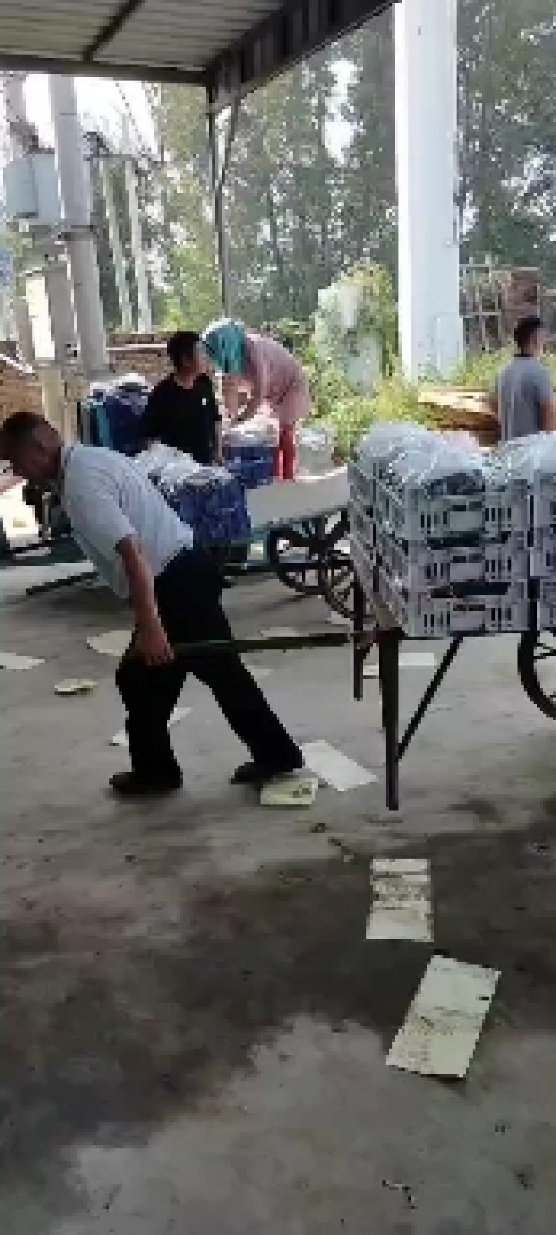 万亩巨峰葡萄，产地直发，个头均匀，货源充足，全国发货。
