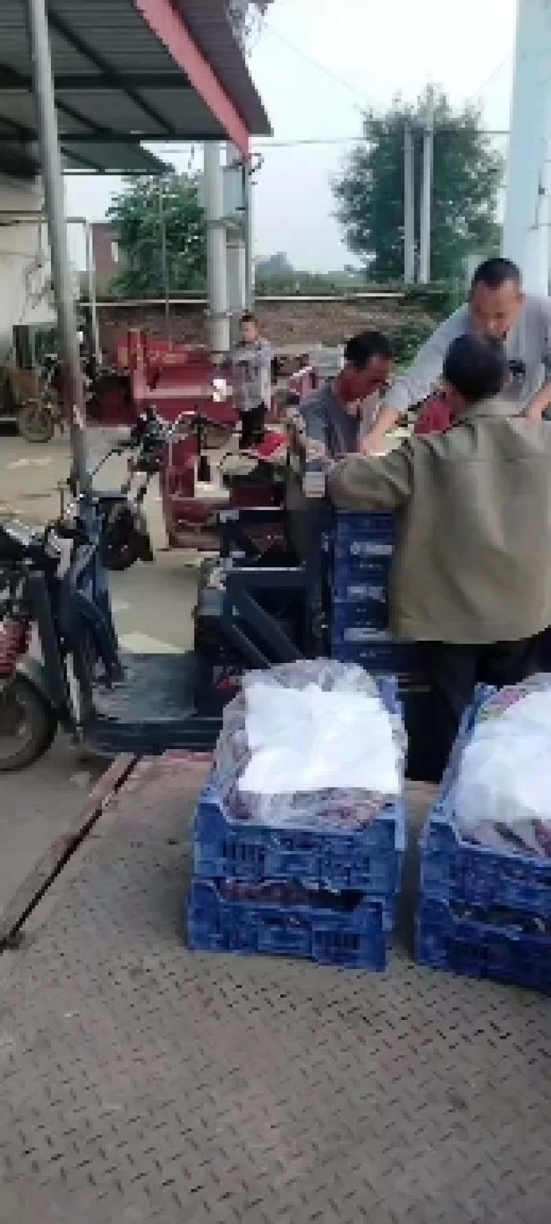 万亩巨峰葡萄，产地直发，个头均匀，货源充足，全国发货。