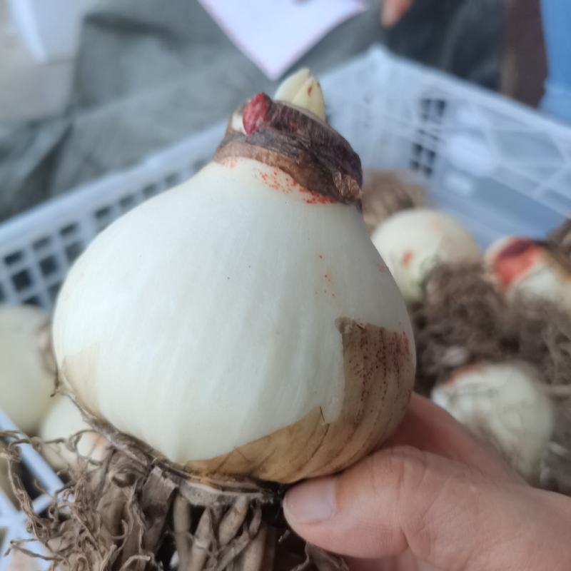 荷兰进口朱顶红，荷兰进口朱顶红种球，现货出售