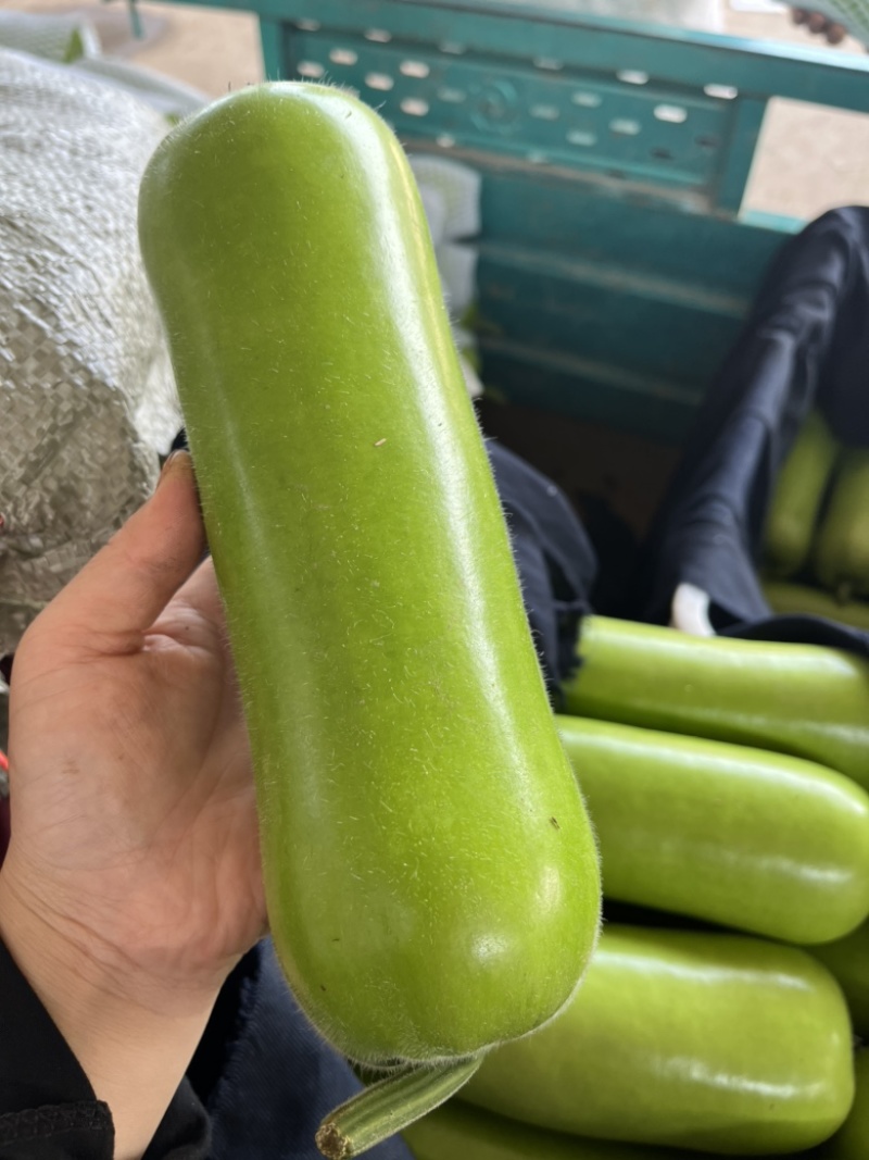 瓠子