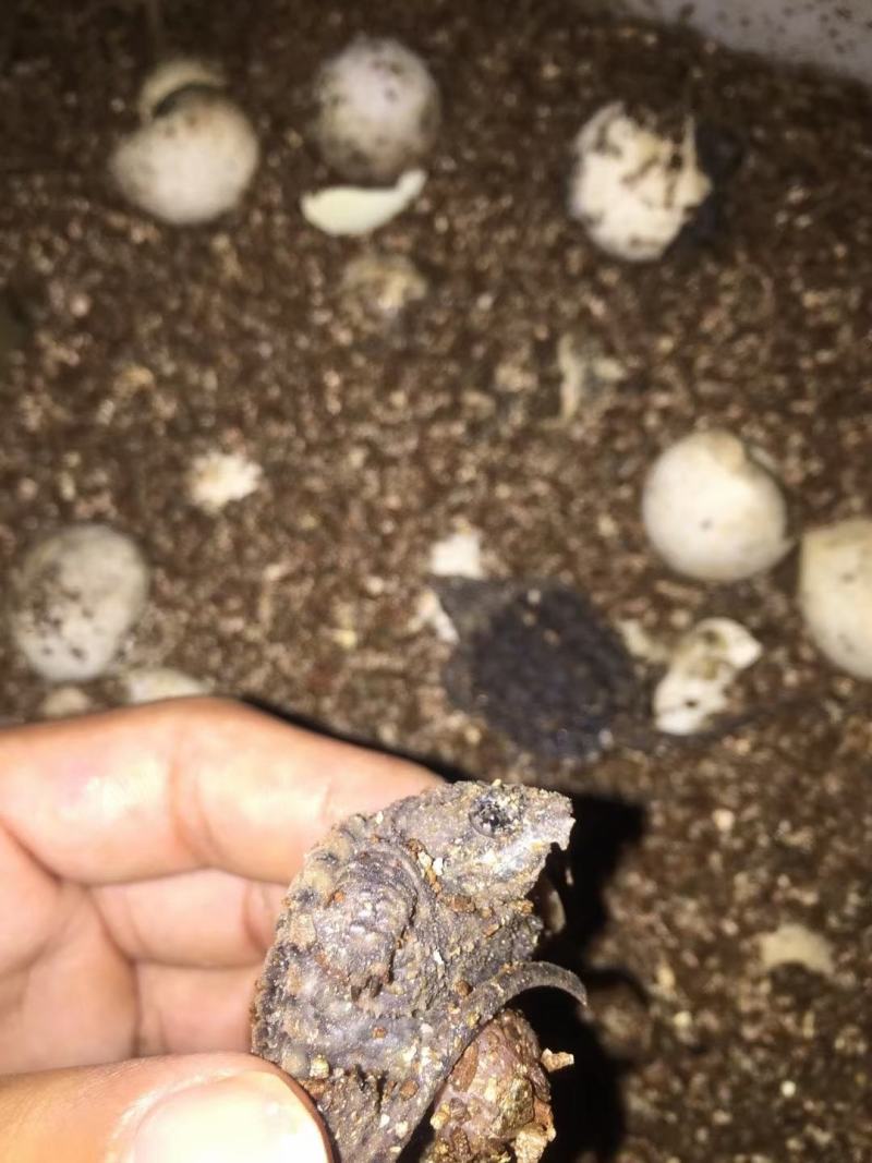 进口大鳄龟苗，大鳄龟真鳄龟