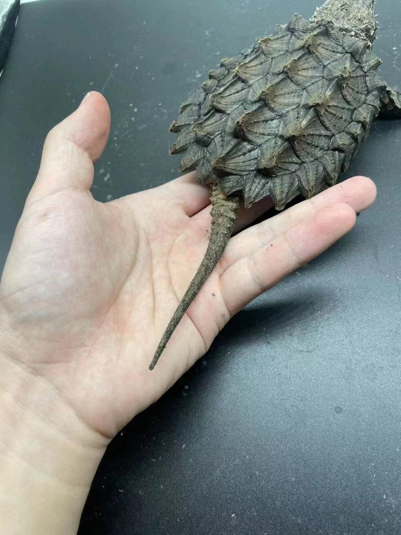 进口大鳄龟苗，大鳄龟真鳄龟